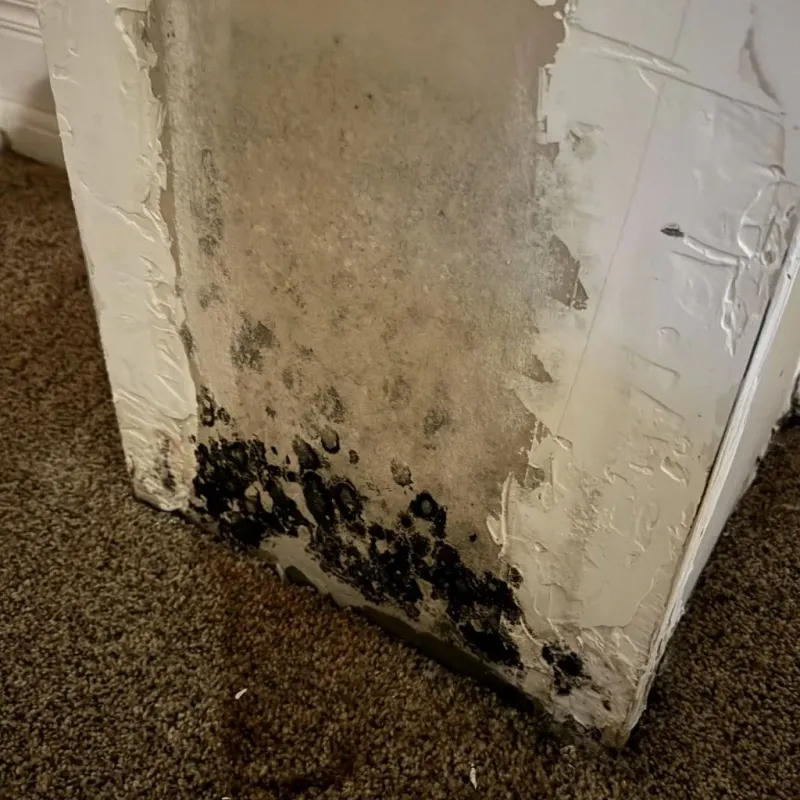 Professional Mold Removal in Spiro, OK